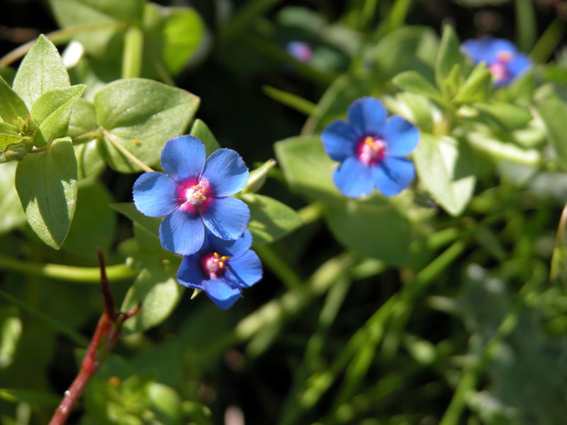 Lysimachia (=Anagallis) arvensis